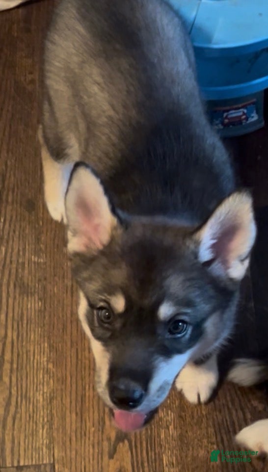 Siberian Husky dogs Cookie - Ad 6