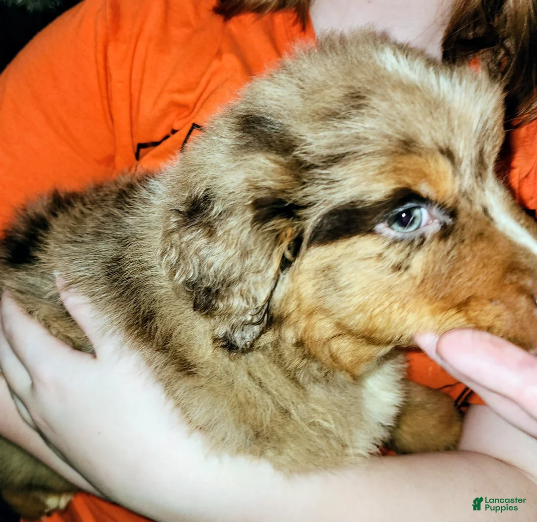 Australian Shepherd dogs for sale: Chip - Ad 2