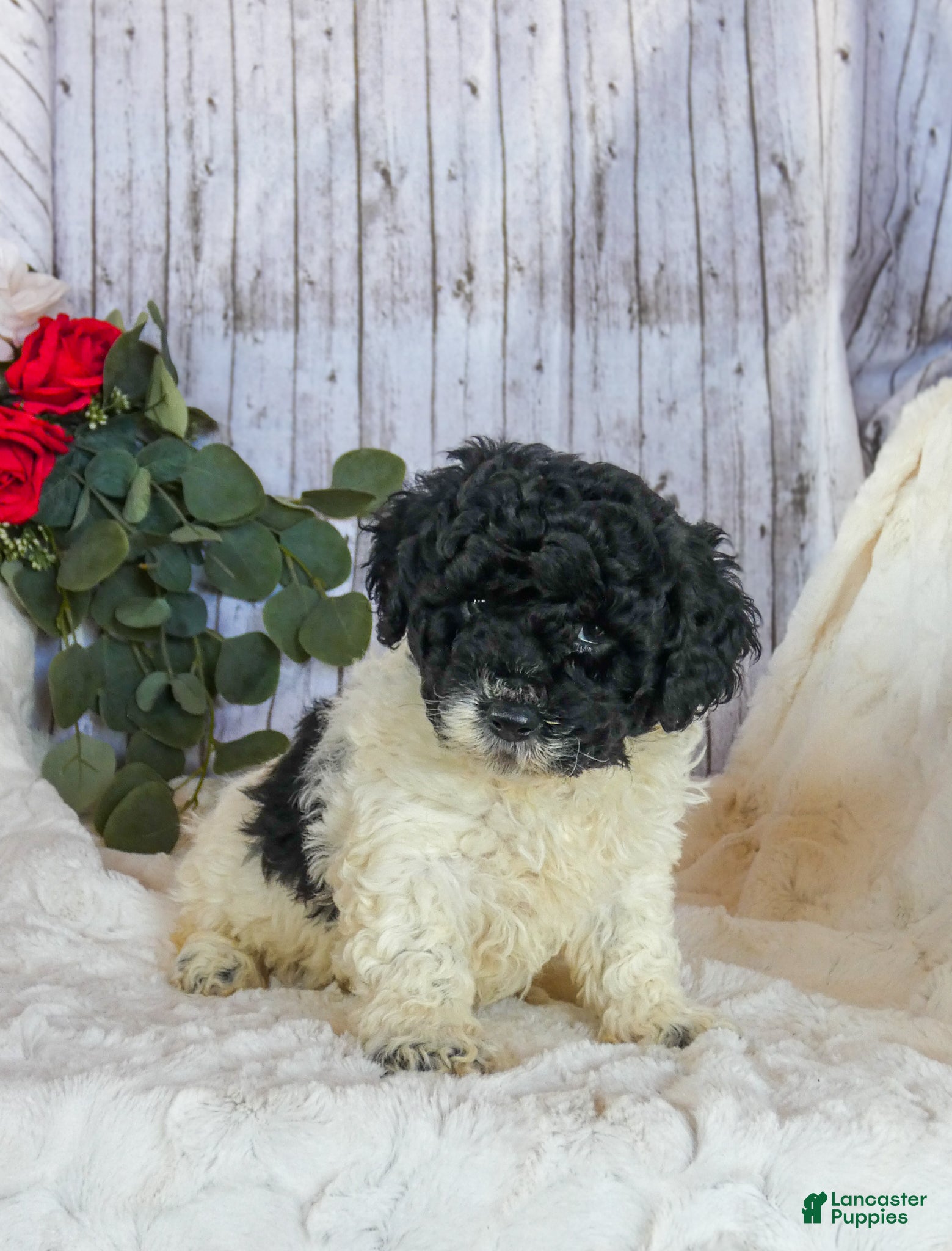 Bichpoo dogs Cookie - Ad 1