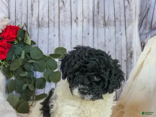 Bichpoo dogs for sale: Cookie - Ad 3