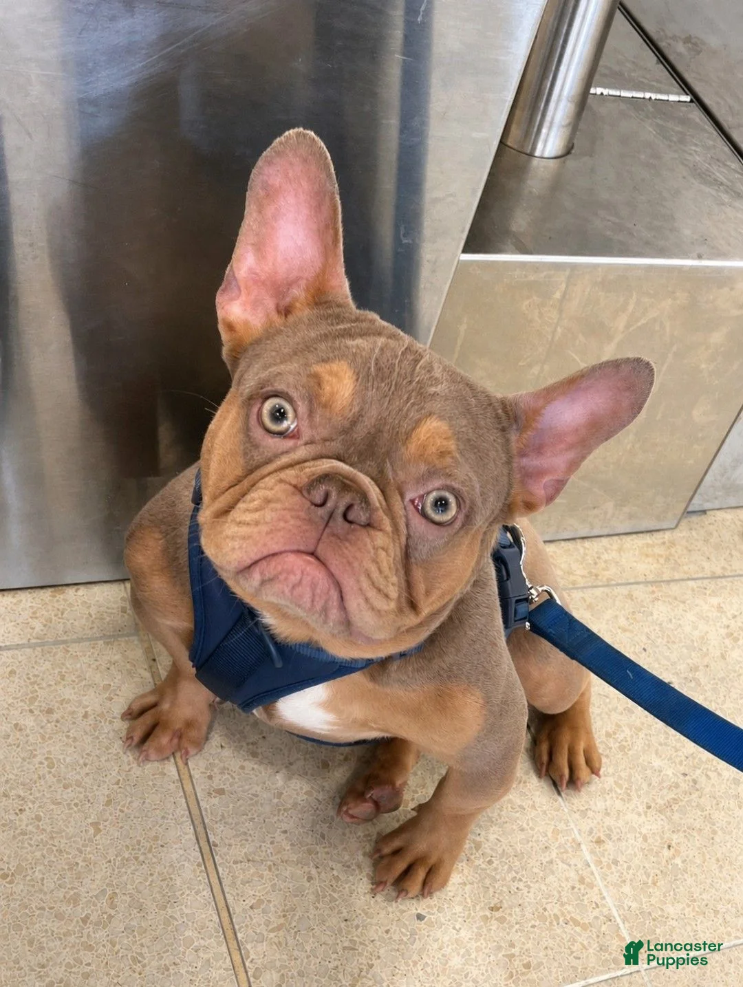 French Bulldog dogs for sale: Casper Boy - Ad 13