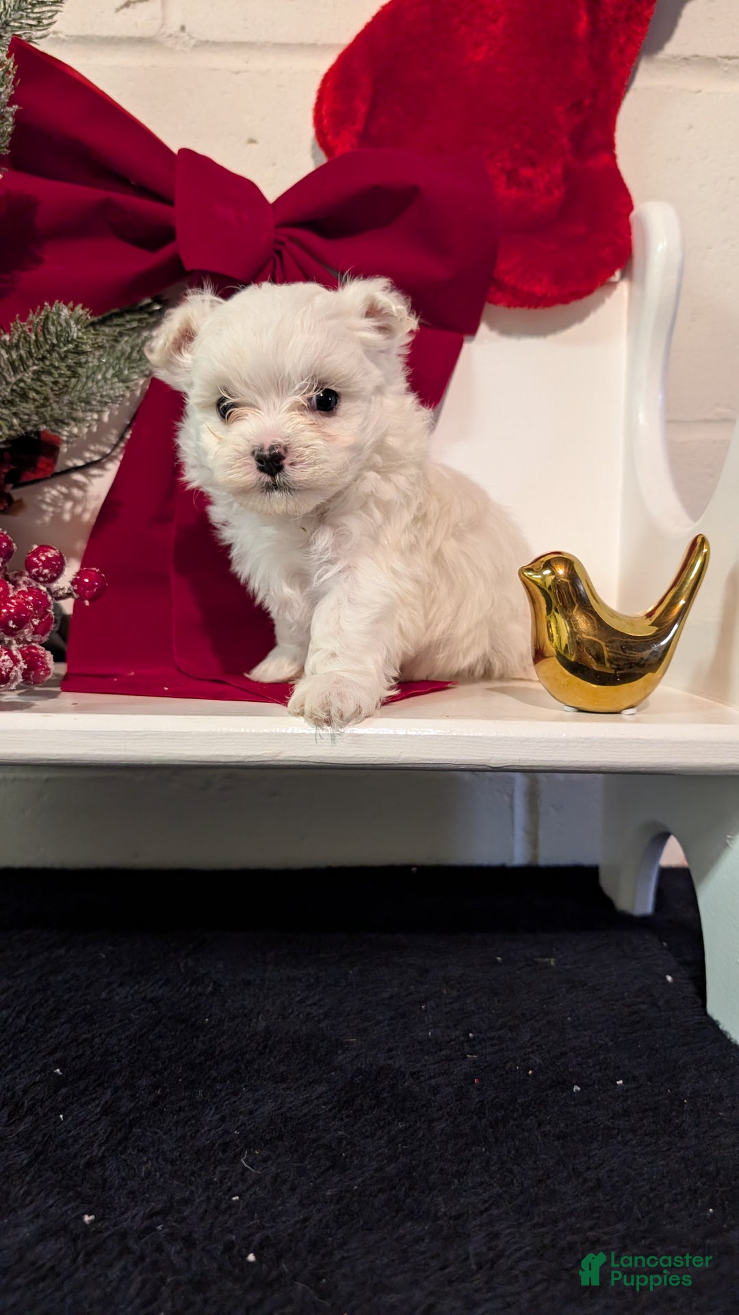 Maltese dogs for sale: King - Ad 3