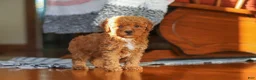 Miniature Poodle dogs for sale: Fiona - Ad 5
