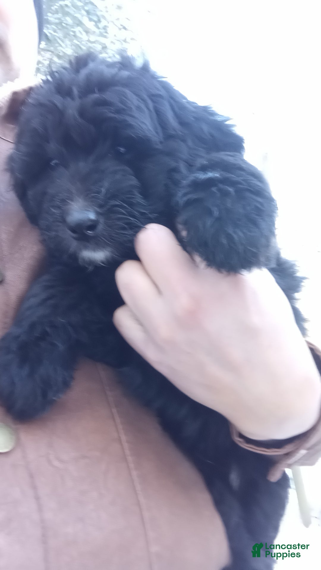 Bernedoodle dogs for sale: Barkley - Ad 2