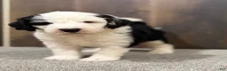 Sheepadoodle dogs for sale: Cassie - Ad 4