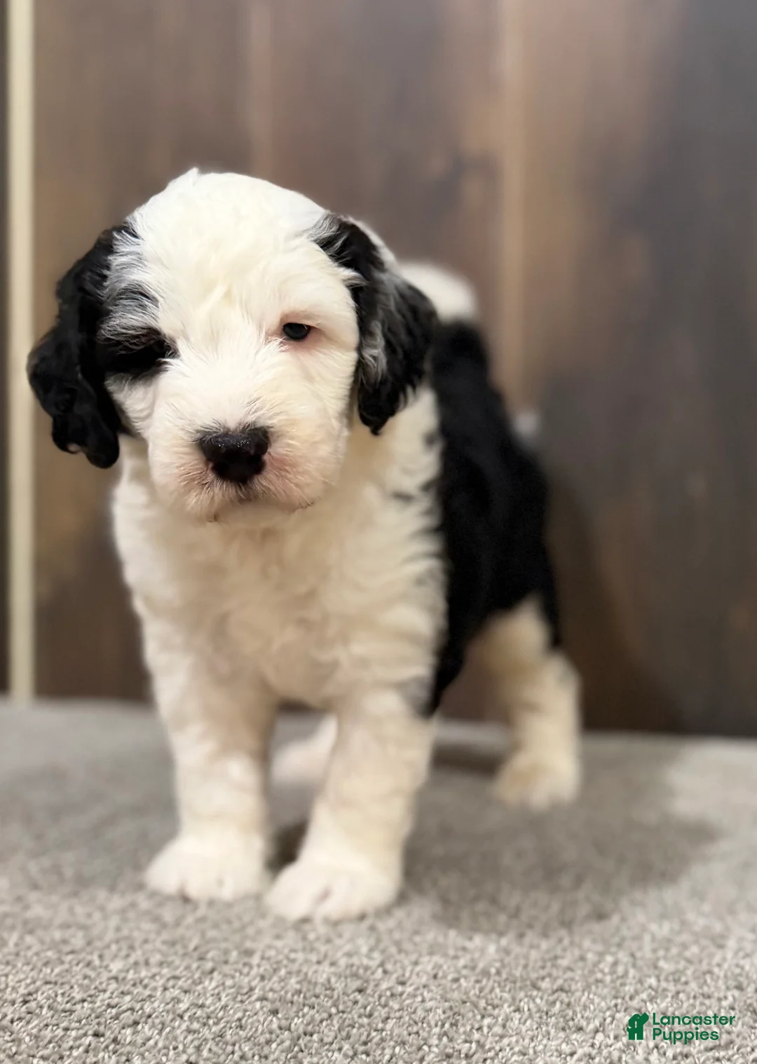 Sheepadoodle dogs for sale: Cassie - Ad 4