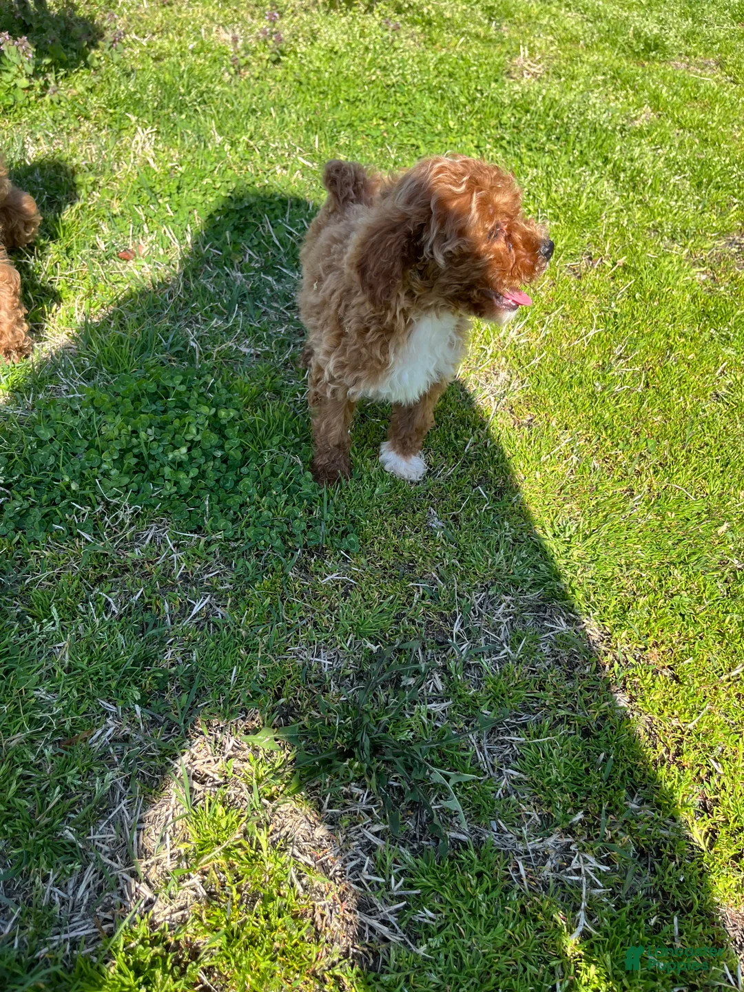 Toy Poodle dogs for sale:  Puppy 1 - Ad 7