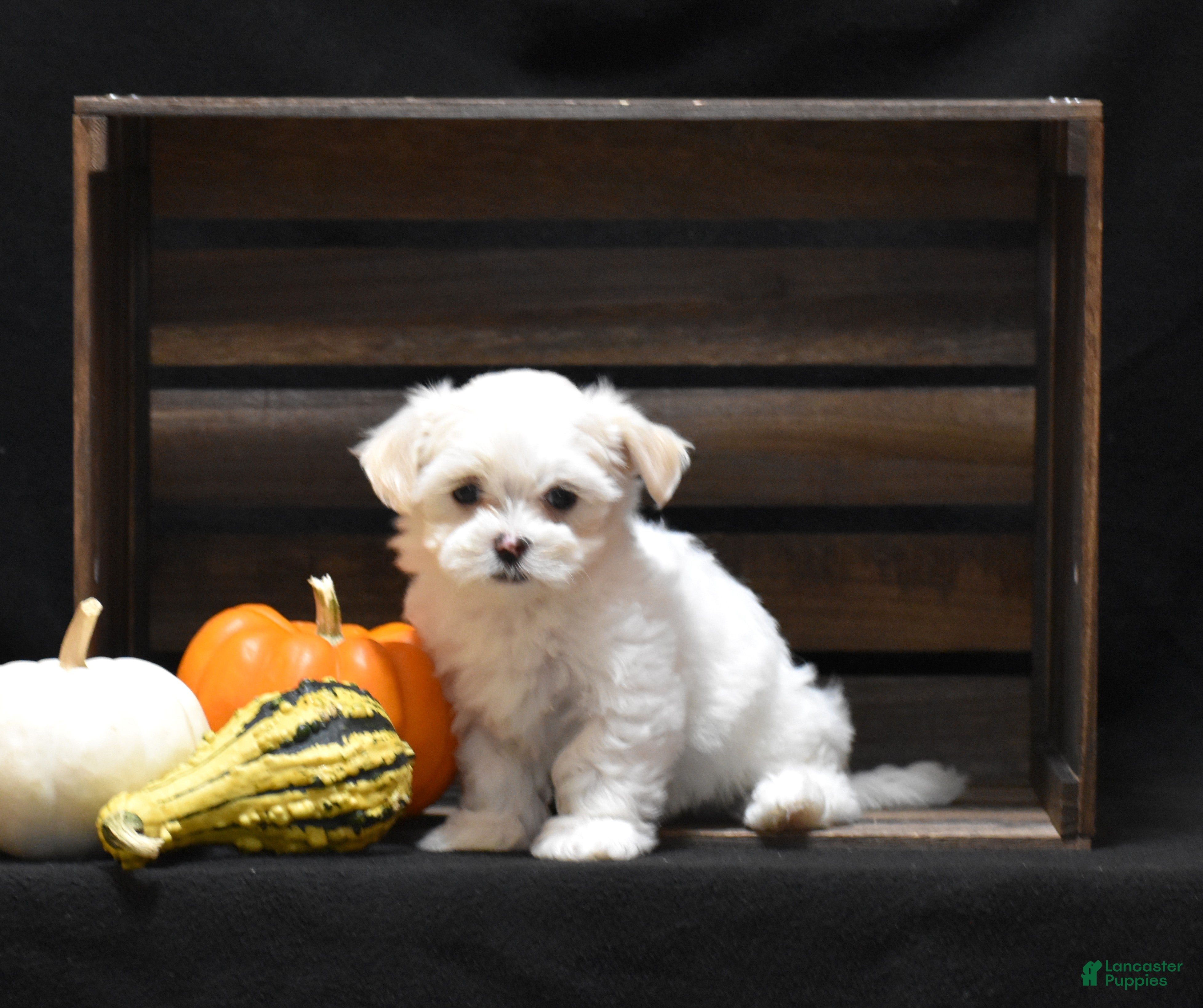 Maltese dogs Emmy - Ad 1