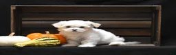 Maltese dogs for sale: Emmy - Ad 1