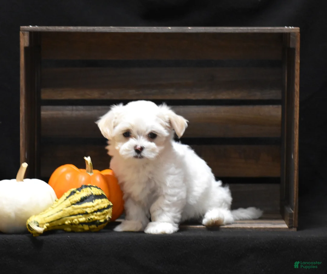 Maltese dogs for sale: Emmy - Ad 1