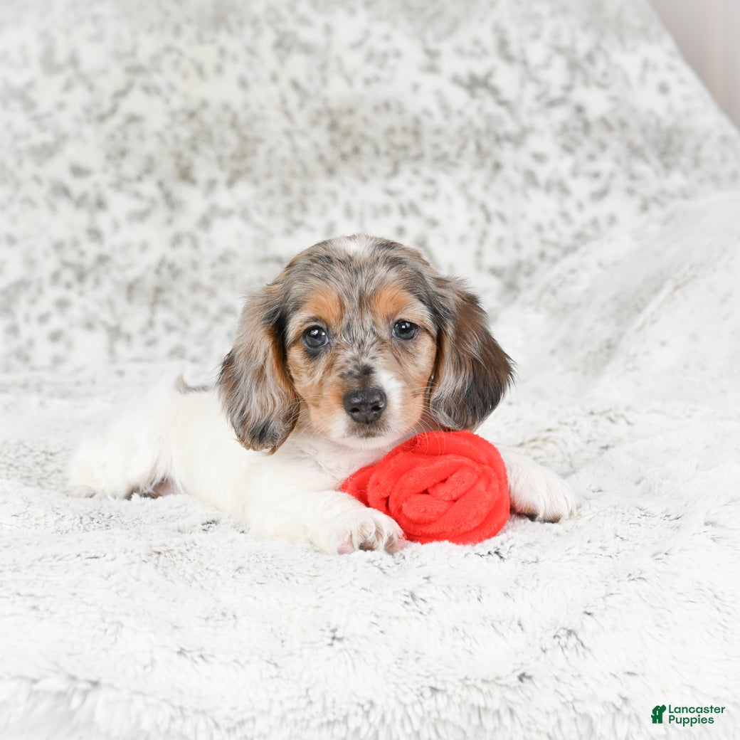 Miniature Dachshund dogs Charlotte - Ad 16