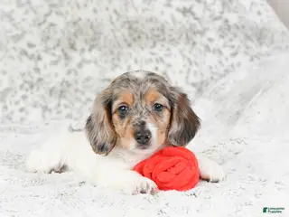 Miniature Dachshund dogs Charlotte - Ad 21
