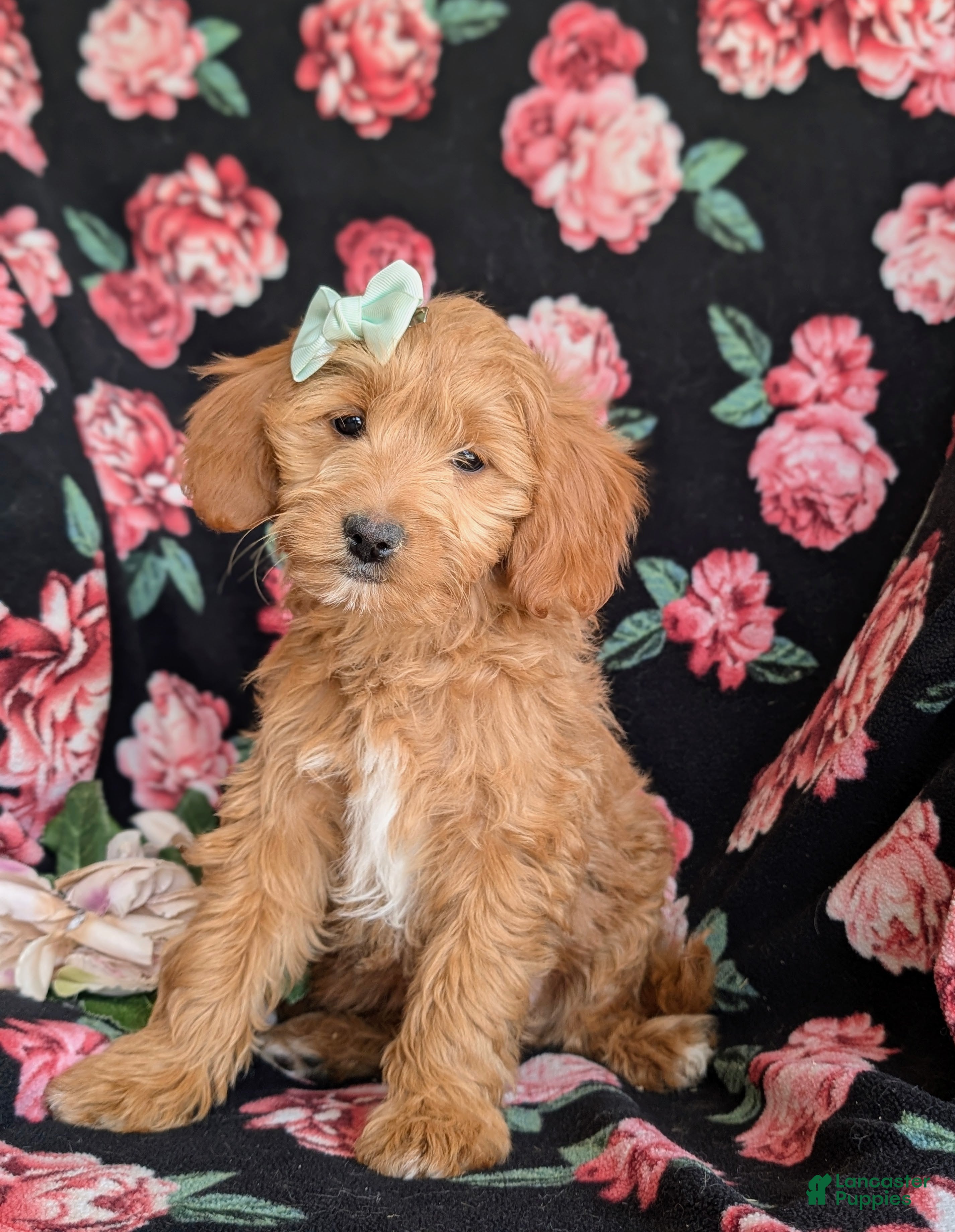 Mini Goldendoodle dogs Belinda Hypoallergenic - Ad 1
