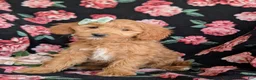 Mini Goldendoodle dogs for sale: Belinda Hypoallergenic - Ad 1