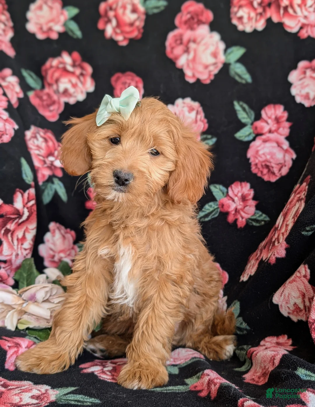 Mini Goldendoodle dogs for sale: Belinda Hypoallergenic - Ad 1