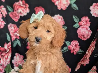 Mini Goldendoodle dogs for sale: Belinda Hypoallergenic - Ad 1