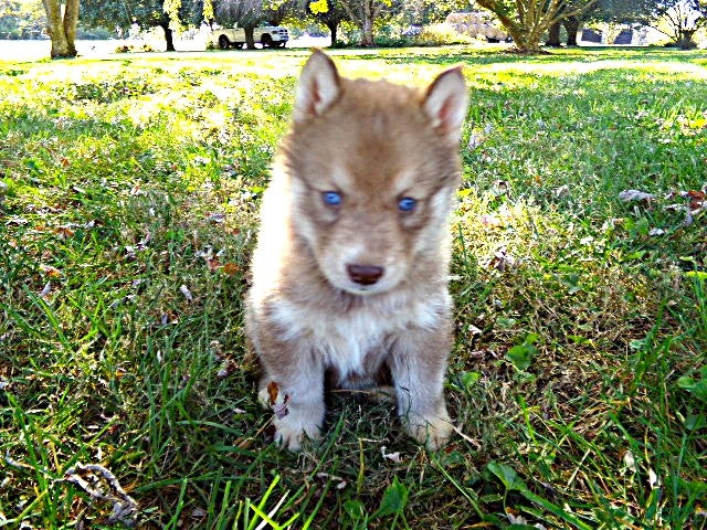 Siberian Husky dogs for sale: Siberian Husky female #1 - Ad 2