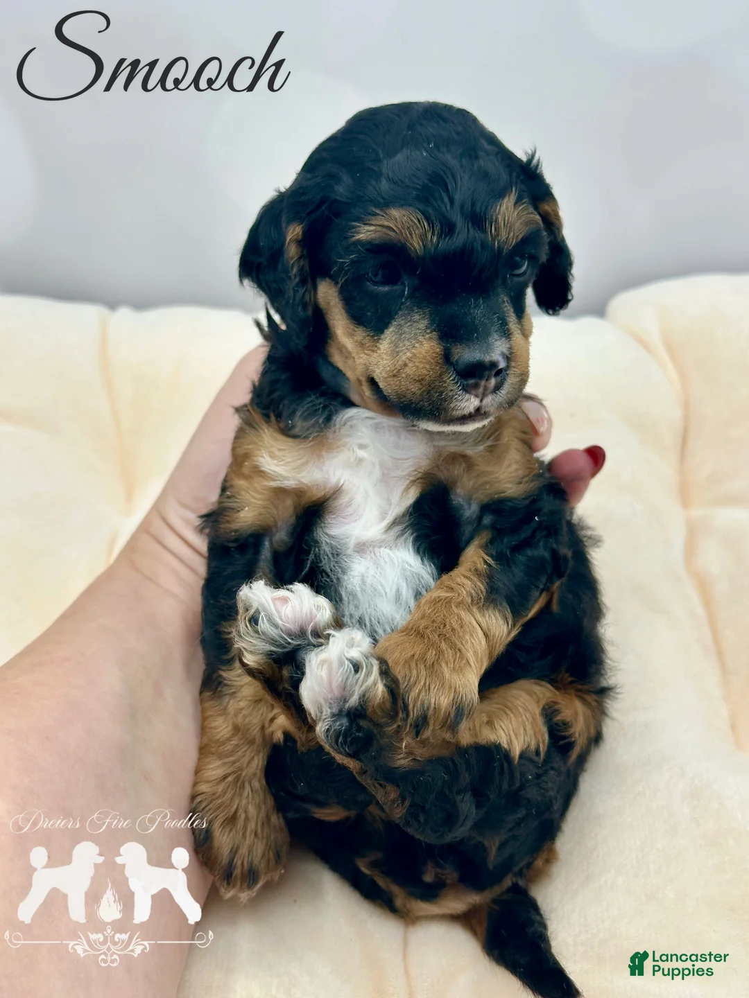 Miniature Poodle dogs for sale: Miniature Poodle Puppy 1 - Ad 2