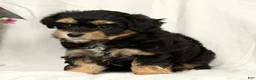 Yorkiepoo dogs for sale: Lacey - Ad 2