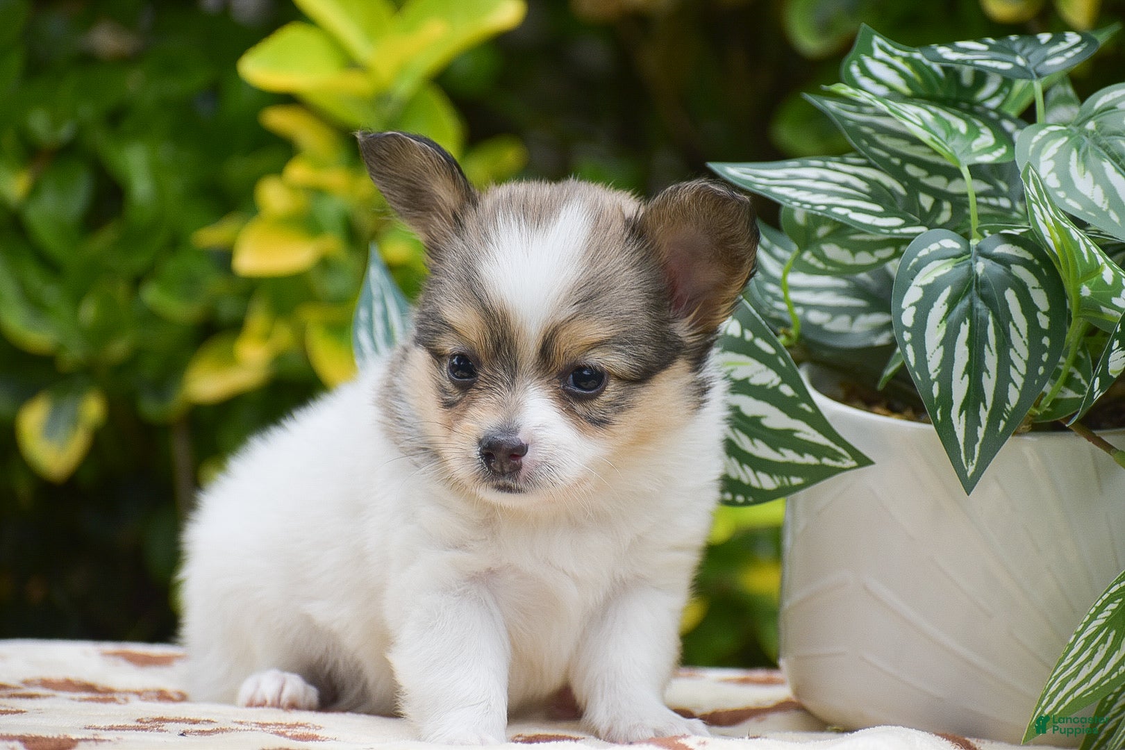 Papillon dogs Frank - Ad 2