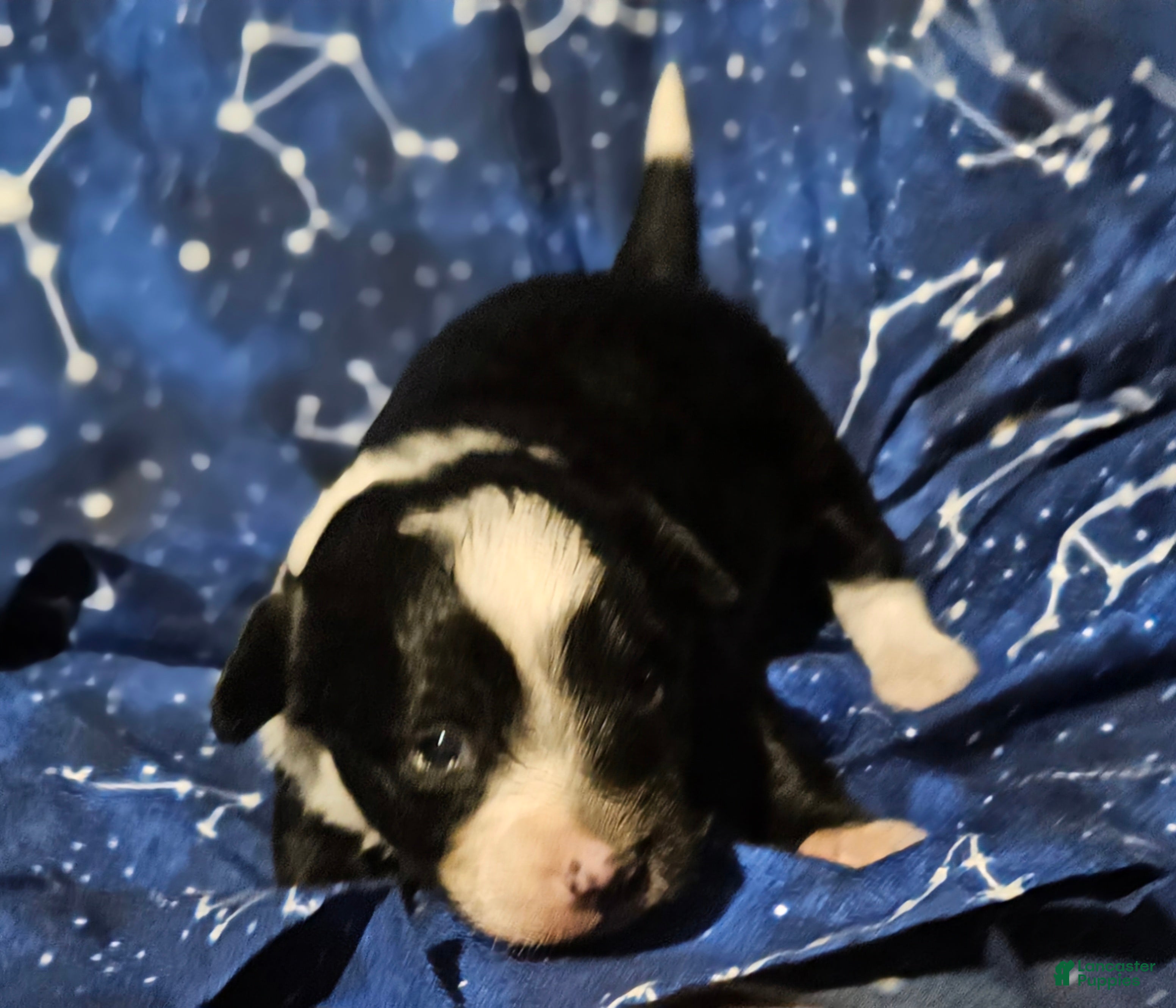 Border Collie dogs Kumba (Call-Text) - Ad 38