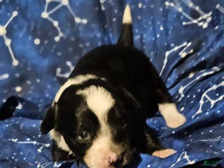 Border Collie dogs Kumba (Call-Text) - Ad 35