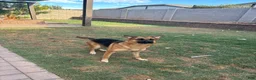 Gerberian Shepsky dogs for sale: Sassy (AKA Professor Sassy Pants, AKA Sassafrass) - Ad 5