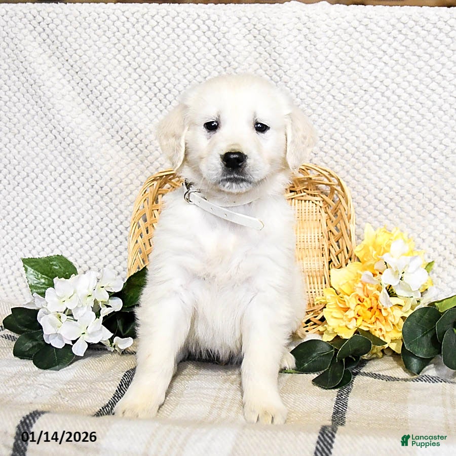 Golden Retriever dogs Smokey - Ad 17