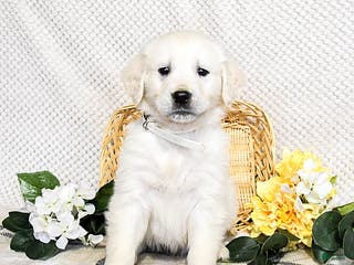 Golden Retriever dogs Smokey - Ad 24