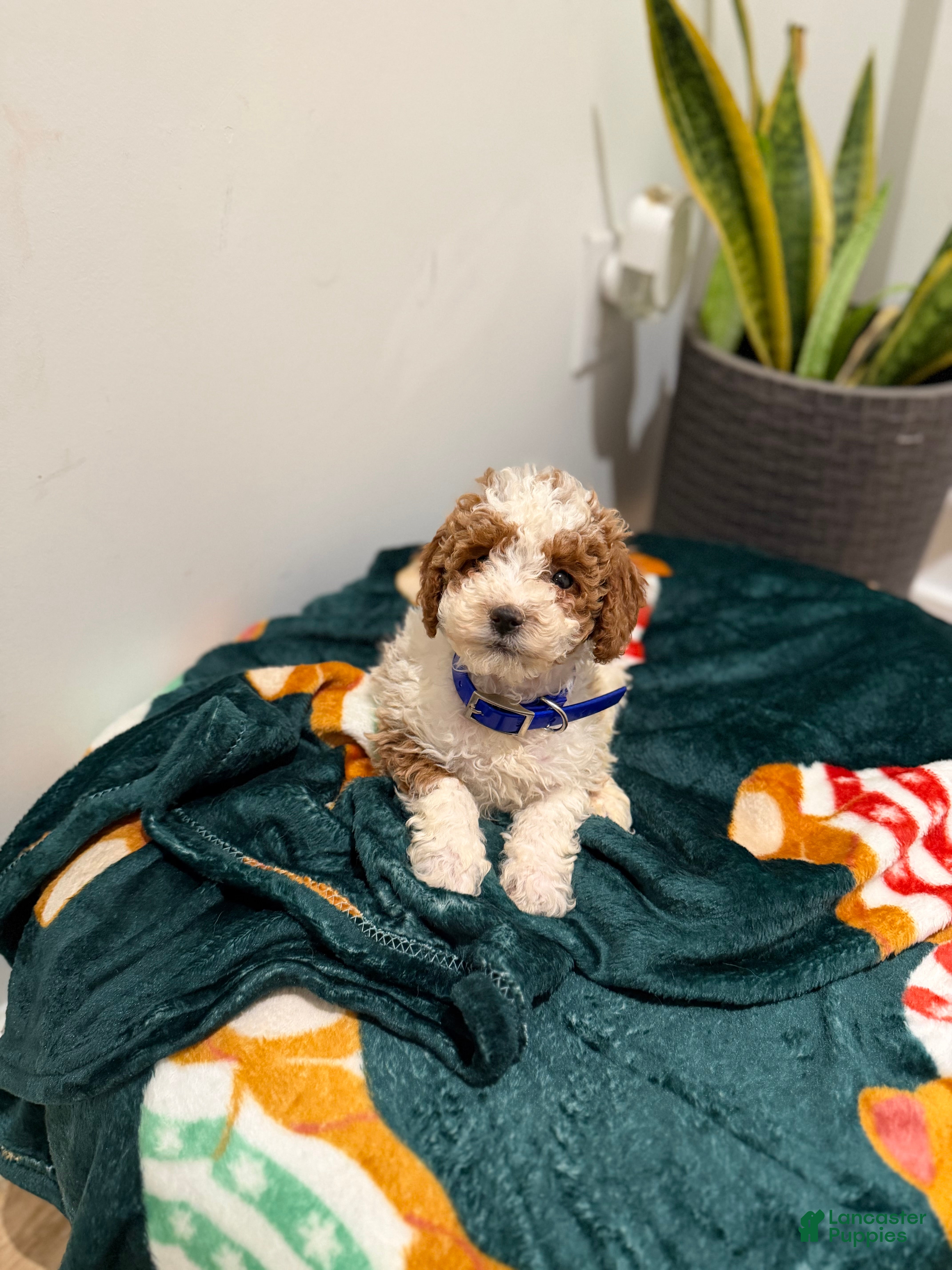 Toy Poodle dogs Blueberry  - Ad 9