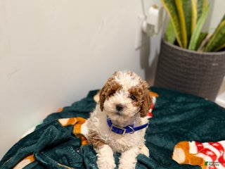 Toy Poodle dogs Blueberry - Ad 9