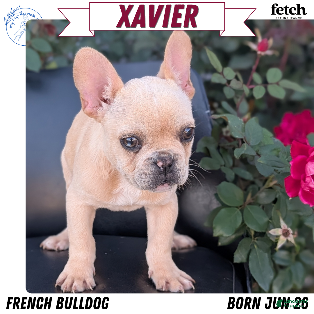Xavier (French Bulldog, Male) in Goshen, IN