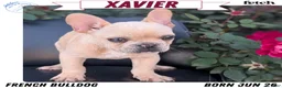 French Bulldog dogs for sale: Xavier - Ad 1