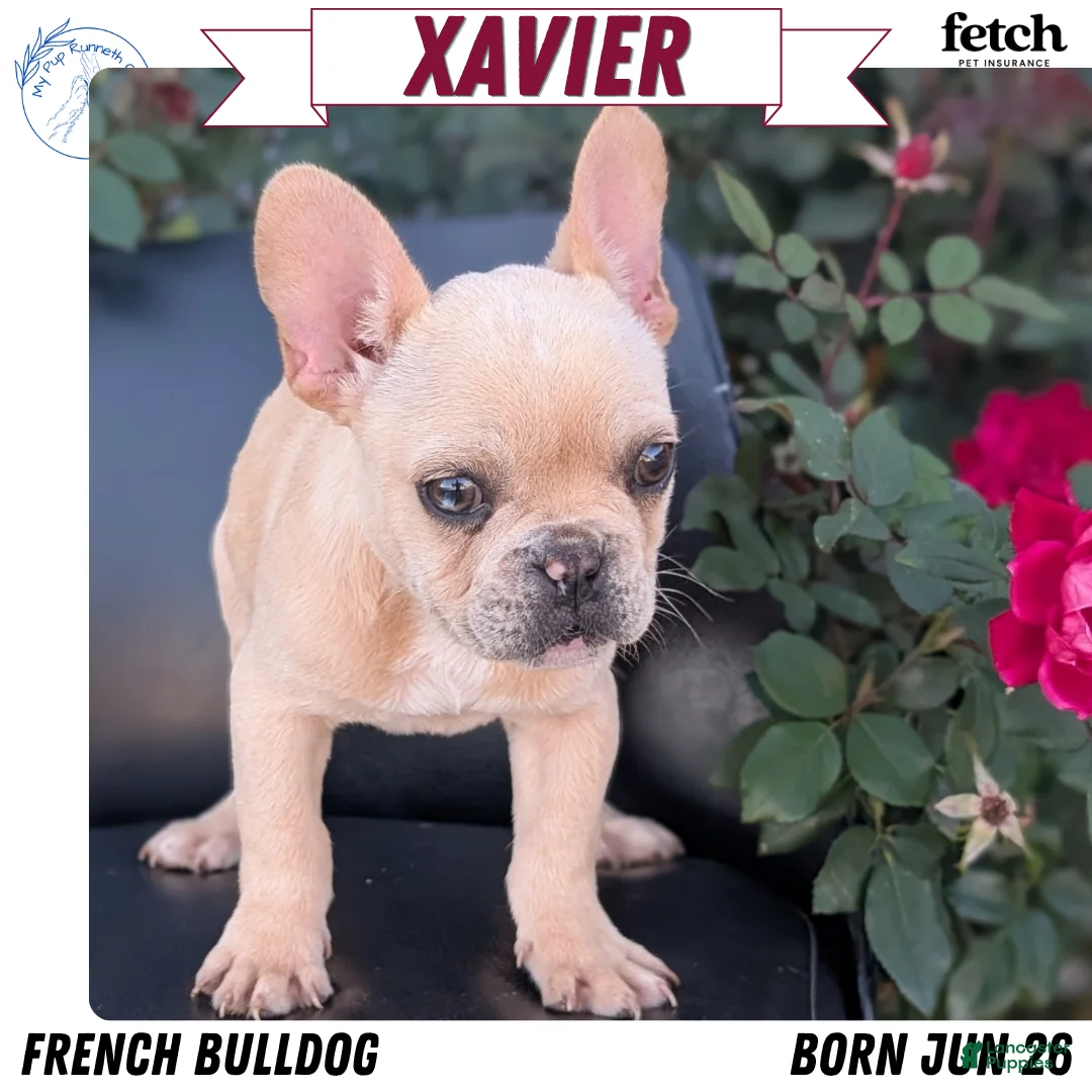 French Bulldog dogs for sale: Xavier - Ad 1