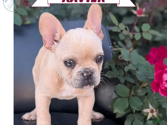 French Bulldog dogs for sale: Xavier - Ad 1