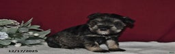 Miniature Schnauzer dogs for sale: Trixie - Ad 2