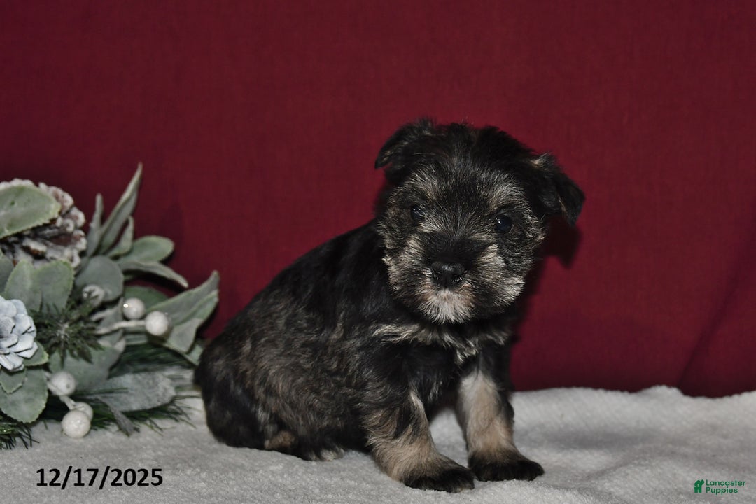 Miniature Schnauzer dogs for sale: Trixie - Ad 2