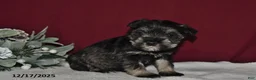 Miniature Schnauzer dogs for sale: Trixie - Ad 2