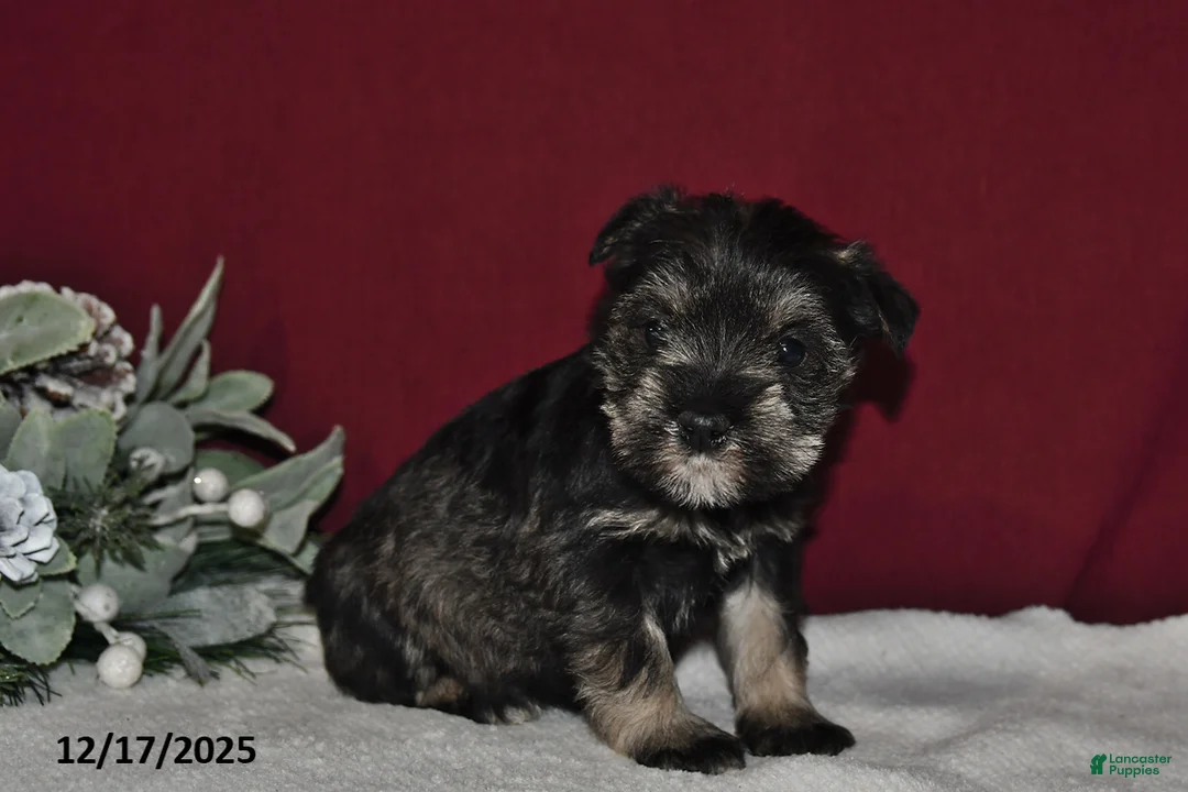 Miniature Schnauzer dogs for sale: Trixie - Ad 2