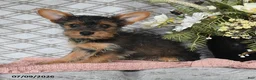 Yorkshire Terrier dogs for sale: Vekaya - Ad 5