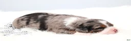 Mini Bernedoodle dogs for sale: Flora  - Ad 3