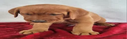 Labrador Retriever dogs for sale: Rusty - Ad 7