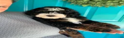 Mini Bernedoodle dogs for sale: Tucker - Ad 5