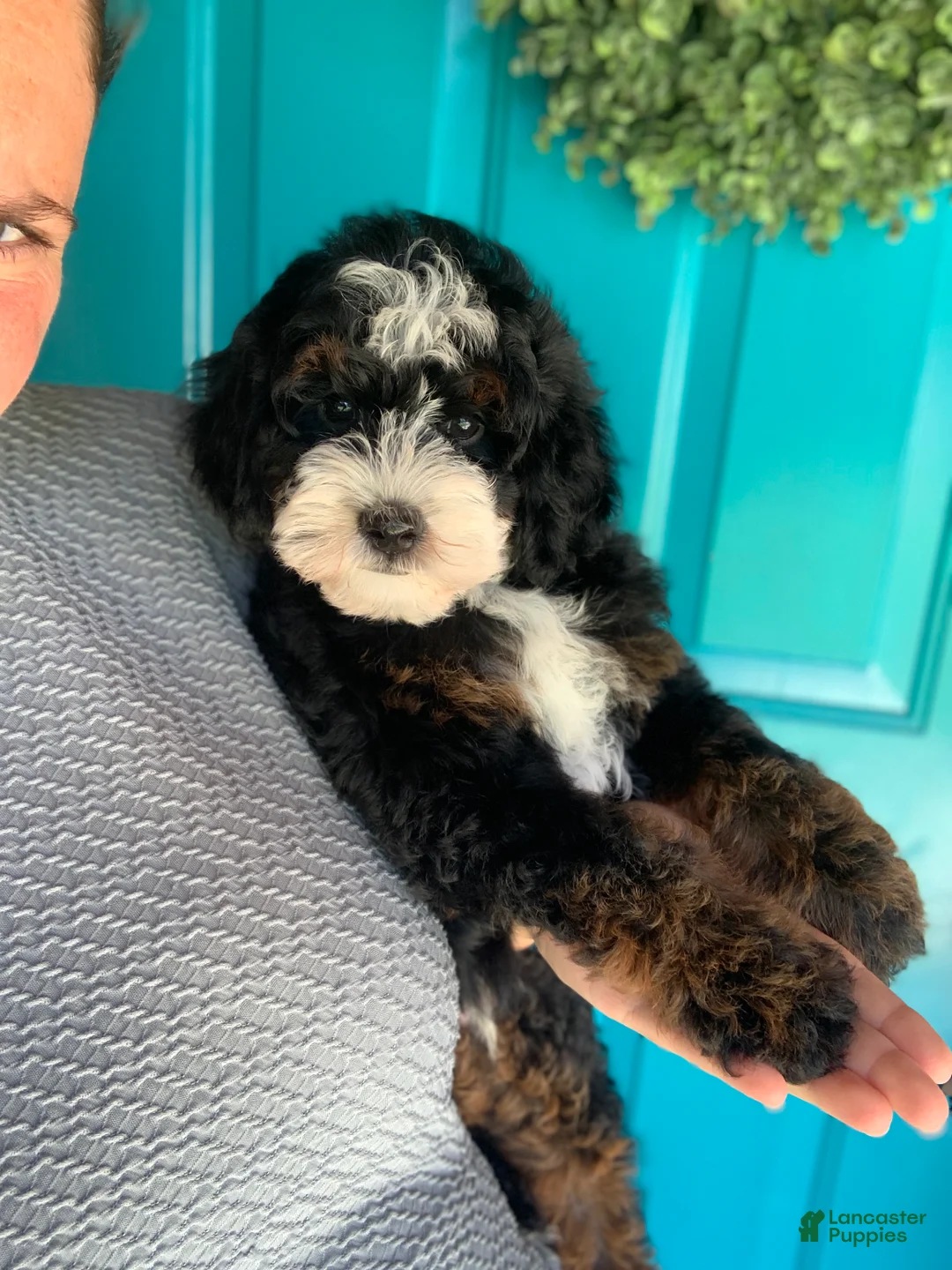 Mini Bernedoodle dogs for sale: Tucker - Ad 5
