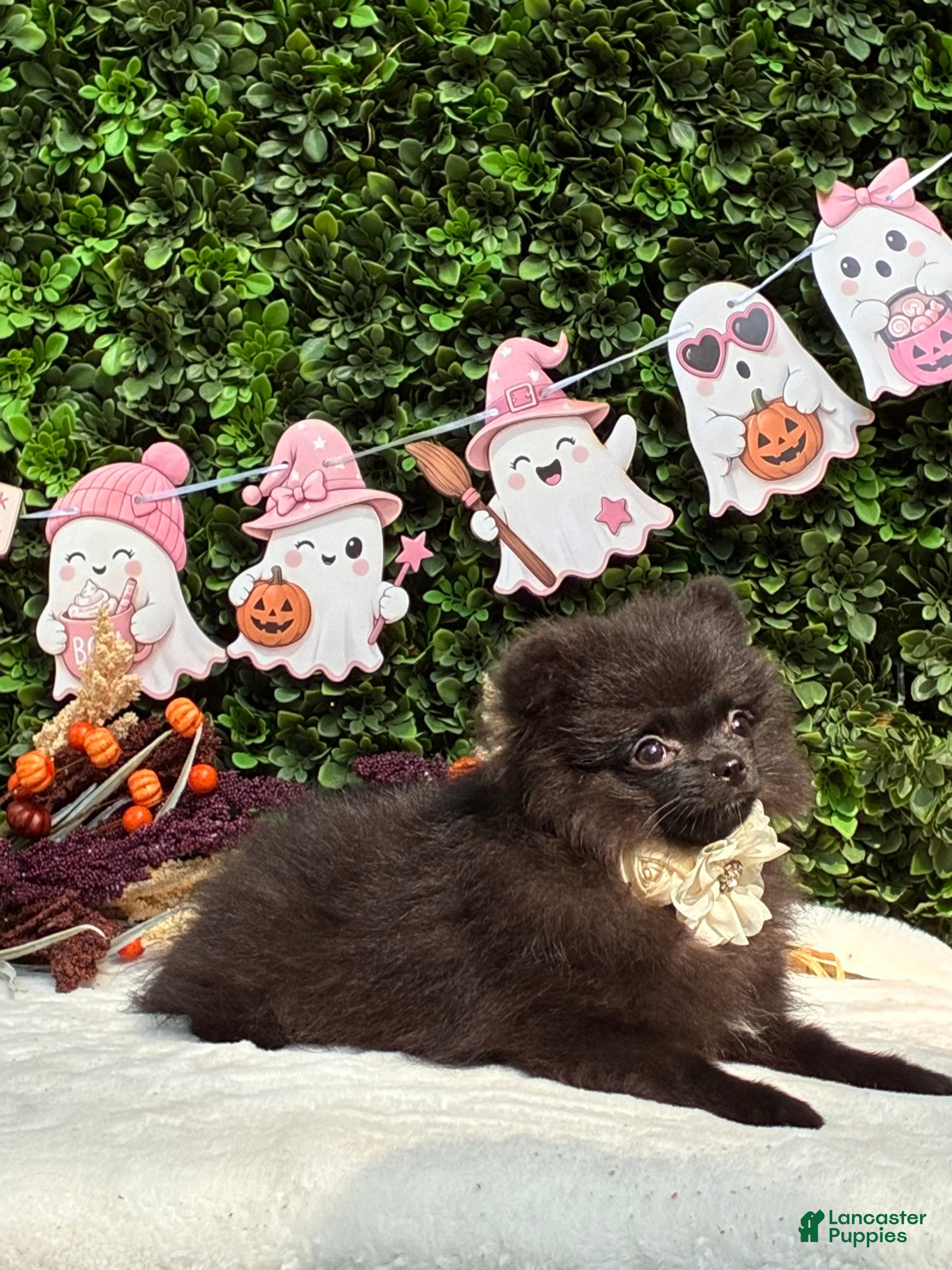 Pomeranian dogs Pomeranian 1 PENELOPE BLACK and SILVER - Ad 1
