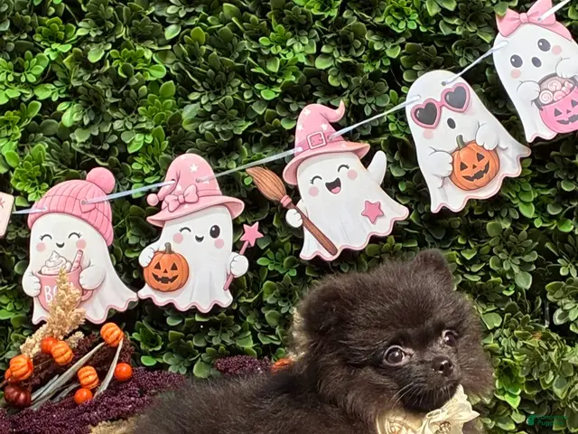 Pomeranian dogs for sale: Pomeranian 1 PENELOPE BLACK and SILVER - Ad 1