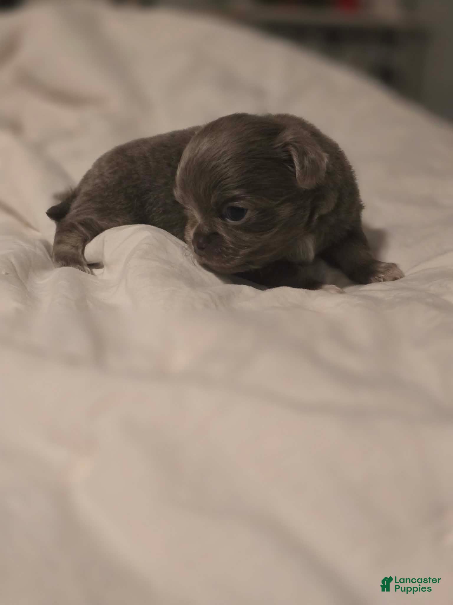 Chihuahua dogs lucky - Ad 31