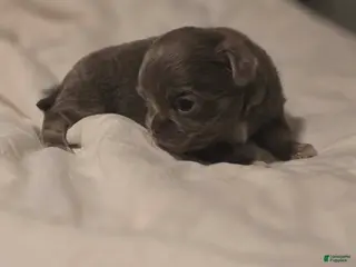 Chihuahua dogs lucky - Ad 20