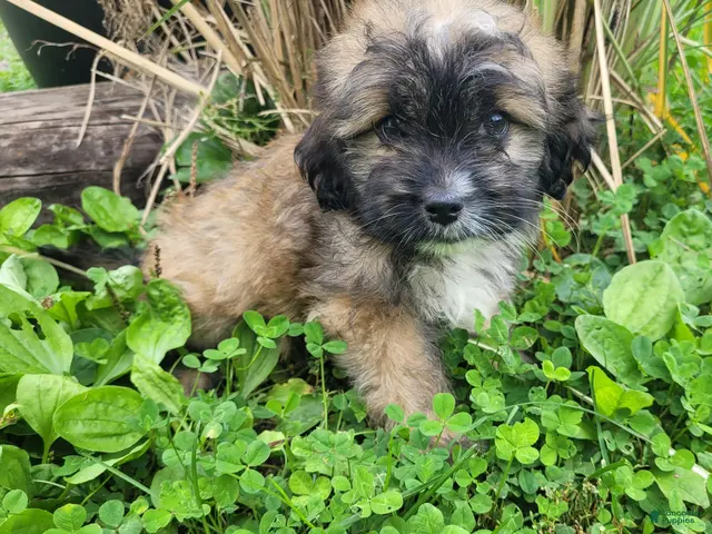 Lhasapoo dogs for sale: Little Jack - Ad 14