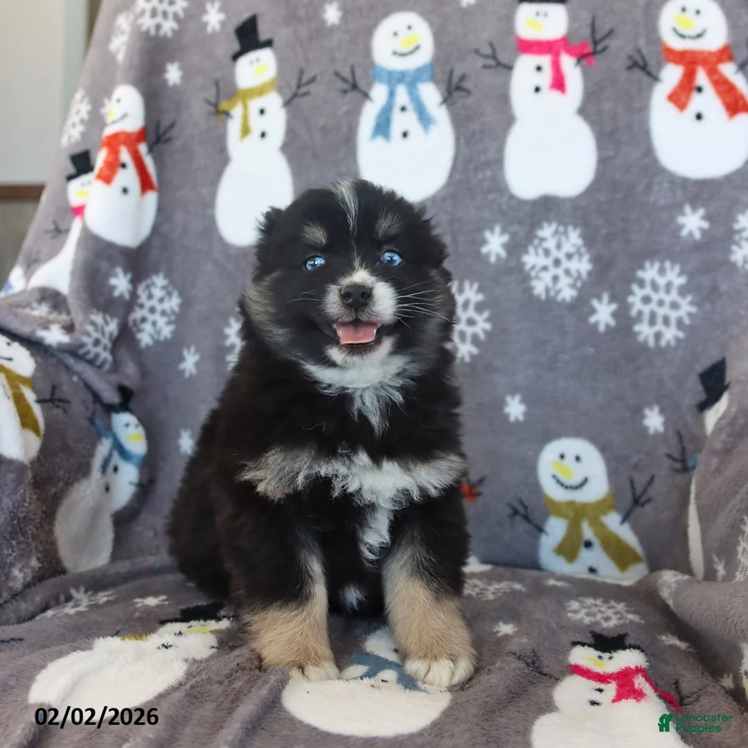 Pomsky dogs for sale: Bandit - Ad 4